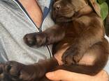 Chiots Labrador Retriever chocolat prêts à rejoindre leur famille pour la vie - photo 2