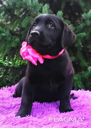 Chiots Labrador Retriever de grande race, chenil