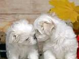 Chiots maltais - фото 3