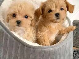 Chiots Maltipoo