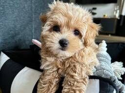 Chiots Maltipoo d'élite