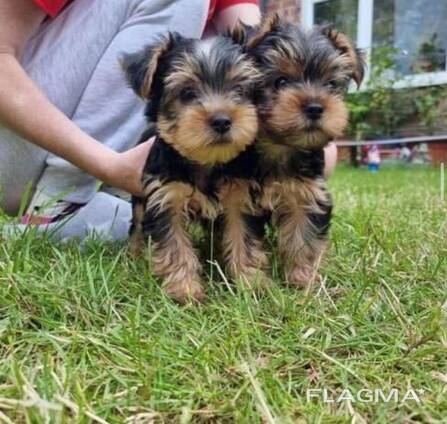 Chiots Yorkies