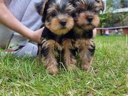 Chiots Yorkies