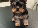 Chiots Yorkies - фото 2