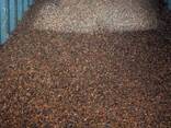 Cocoa beans - фото 2