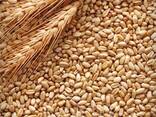 Consumer Wheat - photo 1