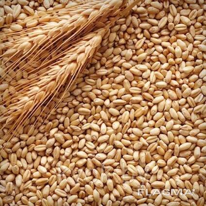 Consumer Wheat