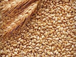 Consumer Wheat