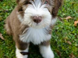 Deux adorables chiots femelles Bearded Collie sont disponibles.