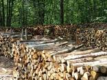 Dry Firewood full truck load France North east - photo 1