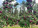 Export Apples / Red Prince / Champion / Golden / Mutsu / Jonagored - фото 5