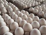 Fertilized Chicken Eggs/ Cobb 500 Broiler Chicken Eggs/Fresh Cobb 700 Fertile eggs/ Eggs - photo 3