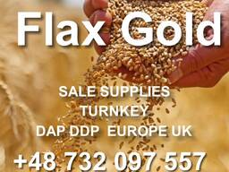 Flax seeds- Linum Graines oléagineux Doré / Brun vente Approvisionnement en Europe DAP DDP
