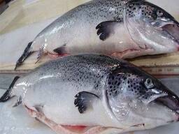 Norwegian Atlantic Whole Round Fresh Salmon, mackerel fish, Salmon fillet wholesale price