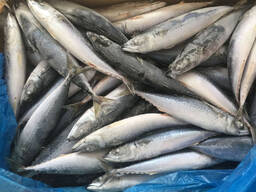 Frozen Atlantic Mackerel