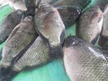 Frozen Whole Round Tilapia Fish 500-800g - фото 1