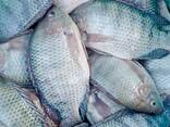 Frozen Whole Round Tilapia Fish 500-800g - фото 2