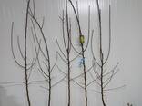 Fruit trees saplings - photo 10