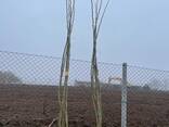Fruit trees saplings - photo 11