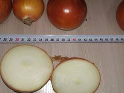 Golden onions from Kazakhstan