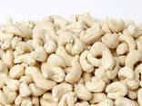 Good Quality Cashew Nuts / Cashew Nut Kernels W240 W320 - photo 2