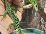 Green tree monitor for sale - фото 2