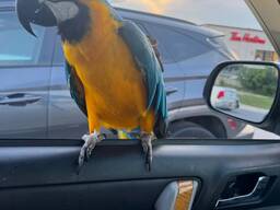 HandReared Super Tame Cuddly Blue &amp; Gold Macaw Parrot