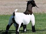 High Quality, Healthy, Registered Purebred Boer Meat goats - photo 3