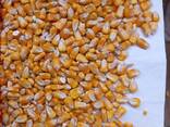 I will sell forage corn 2024 level. 50000t. - photo 1