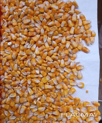 I will sell forage corn 2024 level. 50000t.