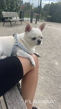 Je recherche un chien pour la reproduction.