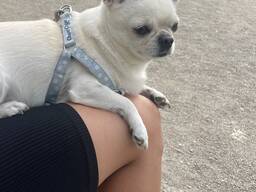 Je recherche un chien pour la reproduction.