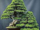 Japanese Maple - photo 1