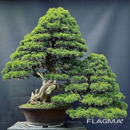 Japanese Maple