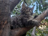 Котята Мейн Кун - photo 2