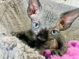 Котята Сфинкс