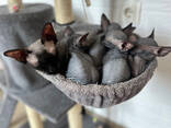 Котята Сфинкс - фото 2