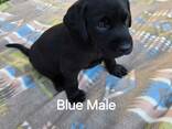 Labrador de 12 semaines cherchent une famille aimante - photo 1