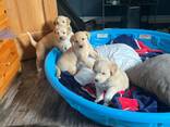 Labrador de 12 semaines cherchent une famille aimante - photo 2