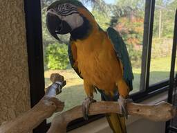 Macaw