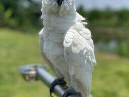Magnifiques cacatoès Prêts à rejoindre leur nouvelle famille