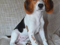 Magnifiques chiots Beagle tricolores