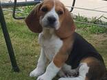 Magnifiques chiots Beagle tricolores - photo 1