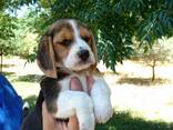 Magnifiques chiots Beagle tricolores - photo 3