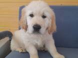 Magnifiques chiots golden retriever fauve de pure race, - photo 1