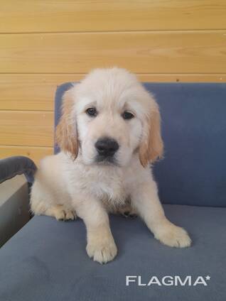 Magnifiques chiots golden retriever fauve de pure race,