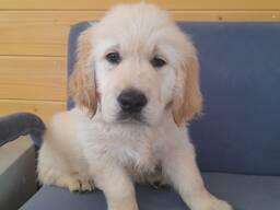 Magnifiques chiots golden retriever fauve de pure race,