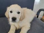 Magnifiques chiots golden retriever fauve de pure race, - photo 3