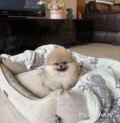 Magnifiques chiots Spitz Pomeranian de 12 semaines