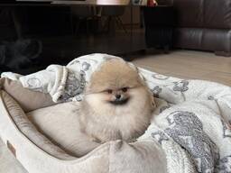 Magnifiques chiots Spitz Pomeranian de 12 semaines